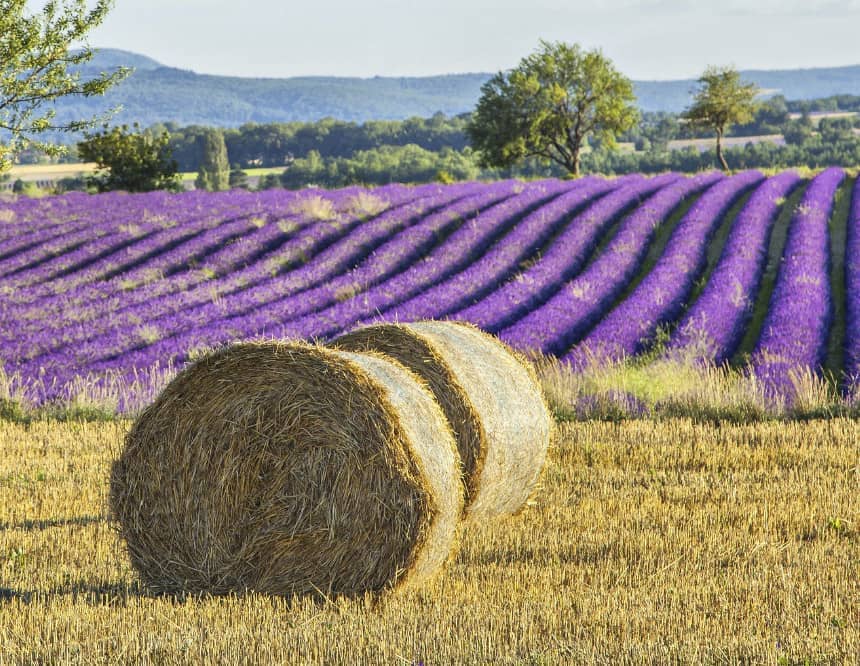 Lavendelblüte Provence