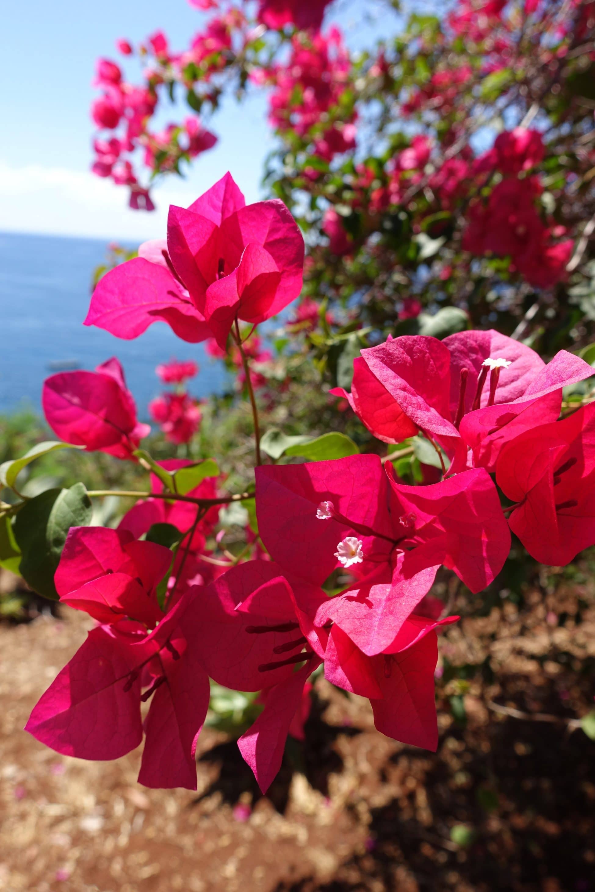 Gartenreise Madeira