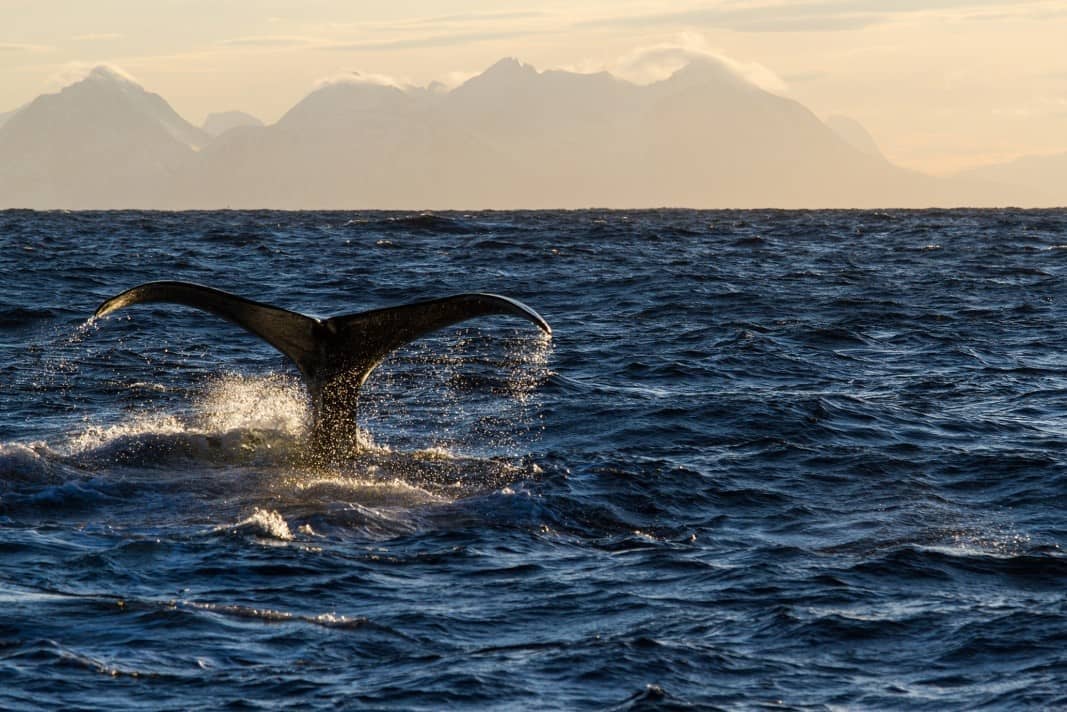 Wal taucht, Küste vor Andenes, Vesterålen
