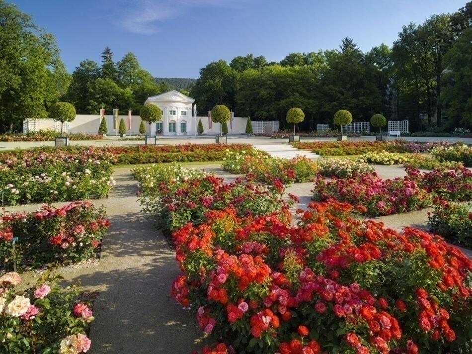 Rosen im Doblhoffpark, Rosarium, Baden bei Wien, Niederösterreich, Österreich