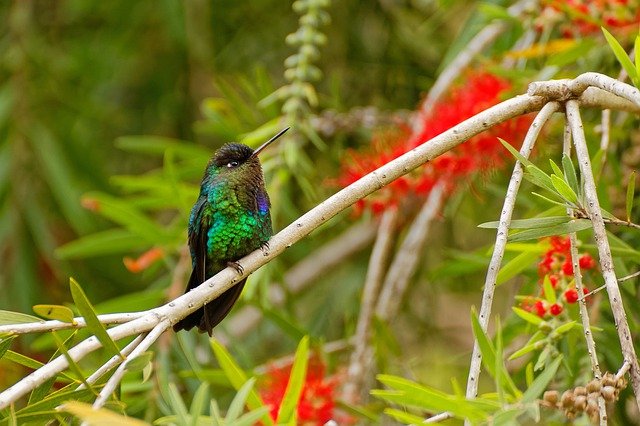 Vogelwelt in Costa Rica