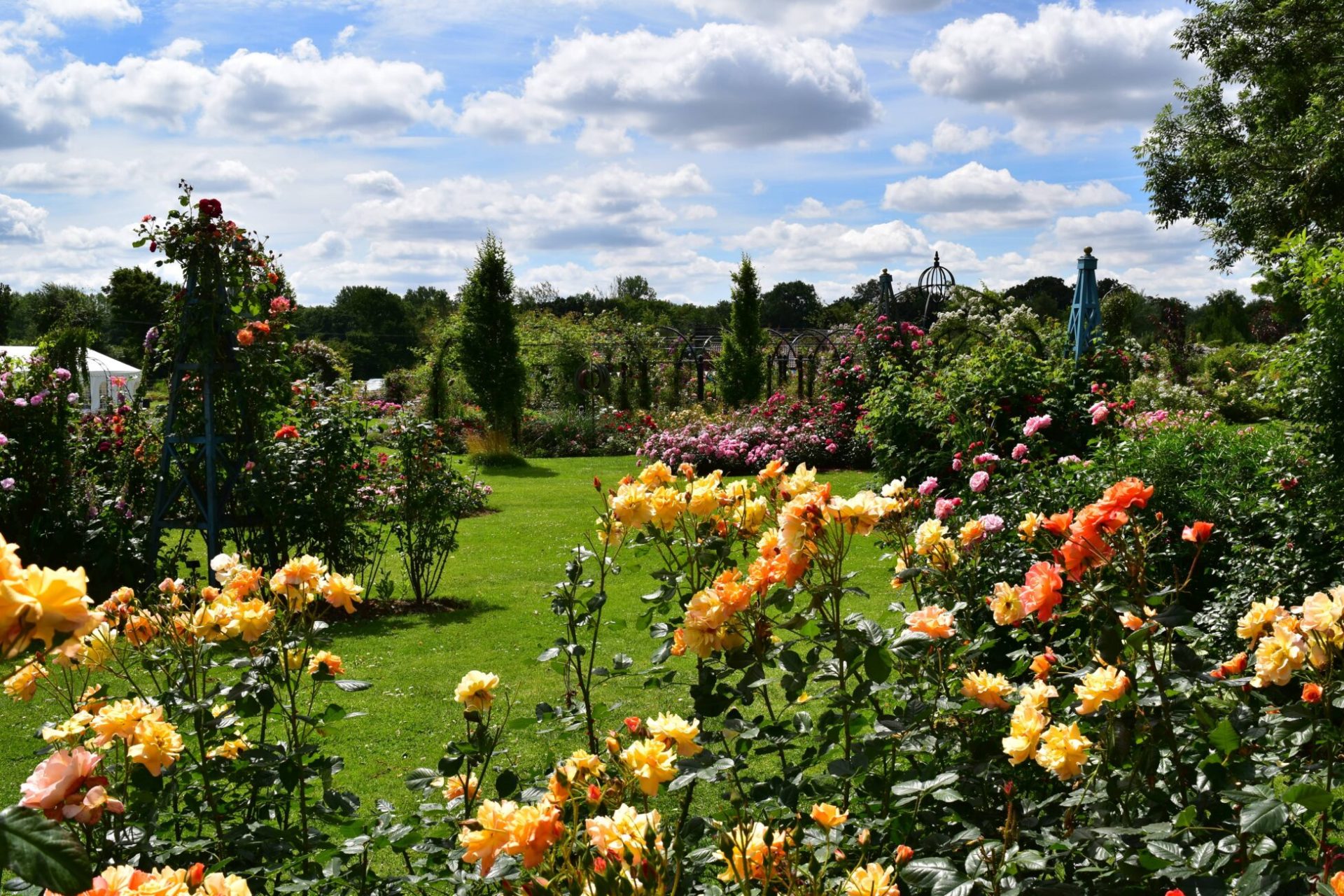 Fest der Rosen in NordostEngland Oliva ReisenOliva Reisen, Ihre Nr. 1
