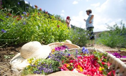 Gartenvielfältiges Kärnten