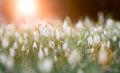 Schneeglöckchenblüte nach England - Feenzauber pur!